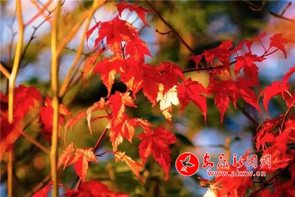 �����p��