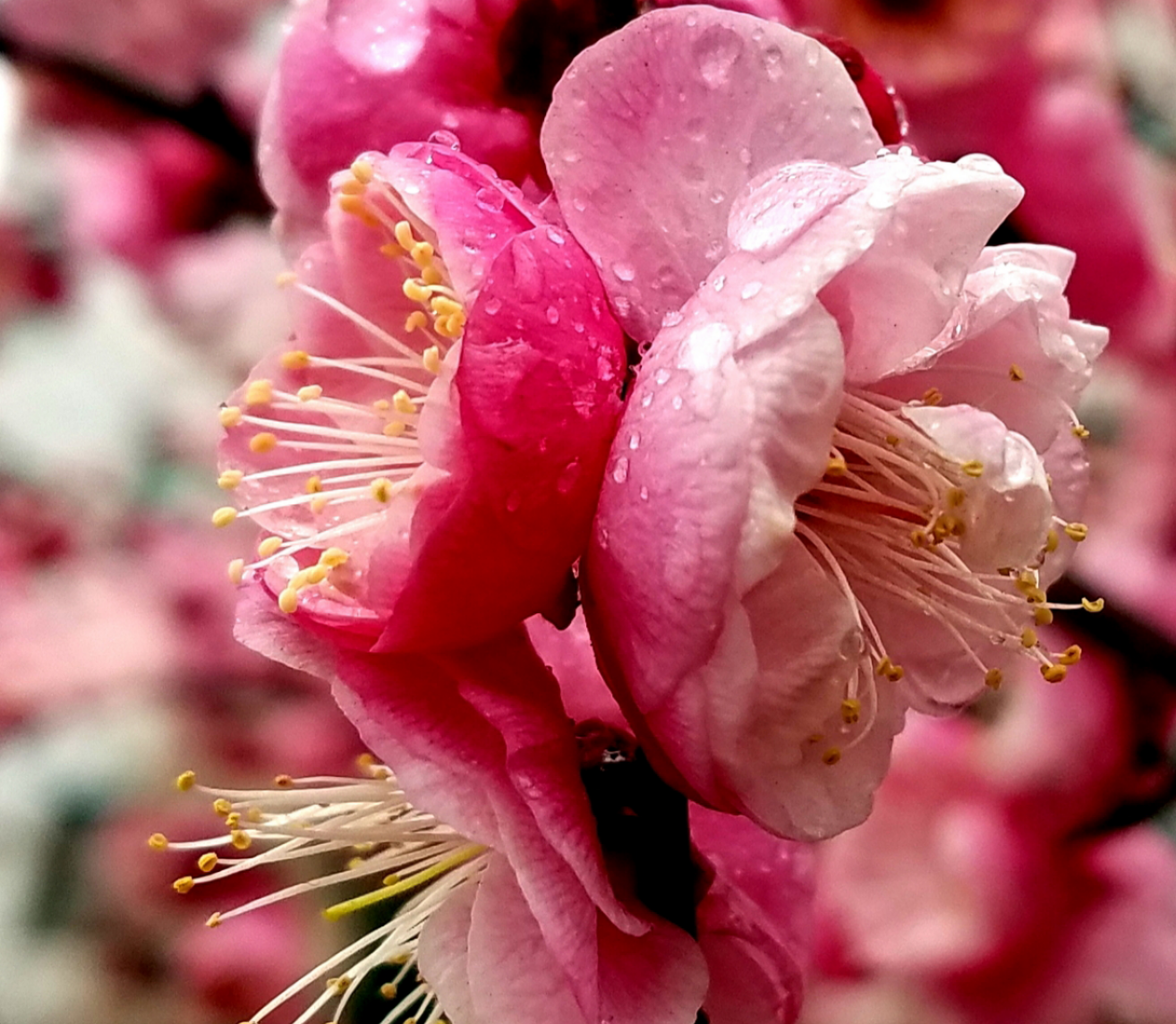 1�D÷ӭ�� ��˼��.png