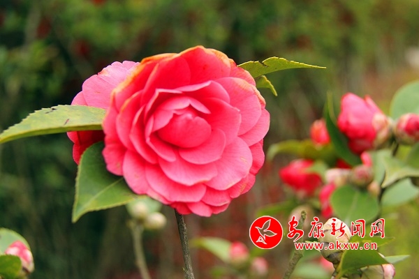 �������ް�ɽ��ϡֲ��@