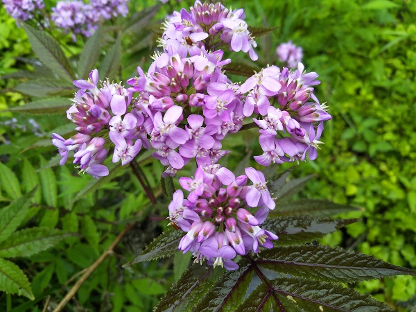 ɽ������