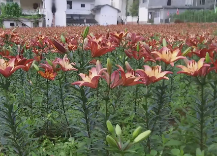 ������׌á��ٺϻ������_Ļ��