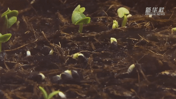 ��ƽ�ķN��