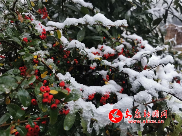 ������ѩ