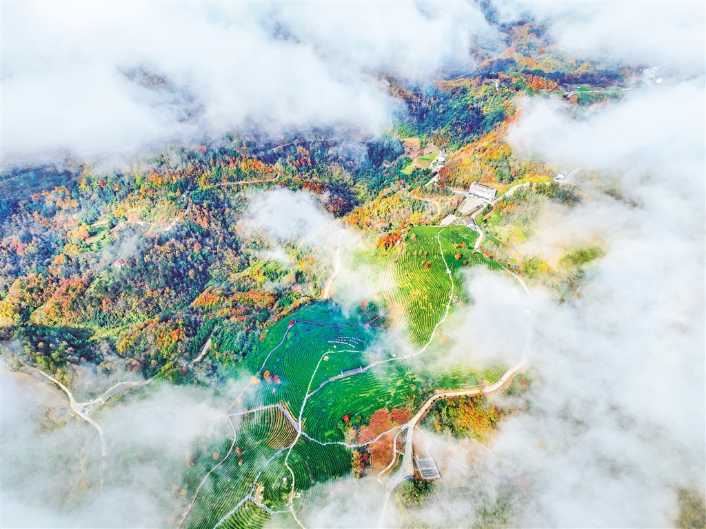 �����l�����F�@