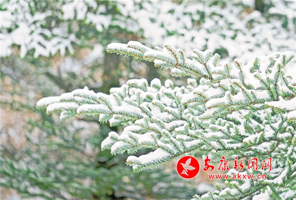 ��ѩ���S��