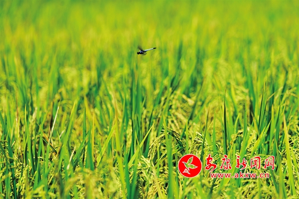 �\�C�P�ߡ��S�����箋