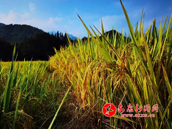 ����ӭ�Lչ