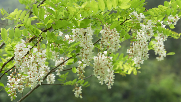 ��ɽ��������ѩ