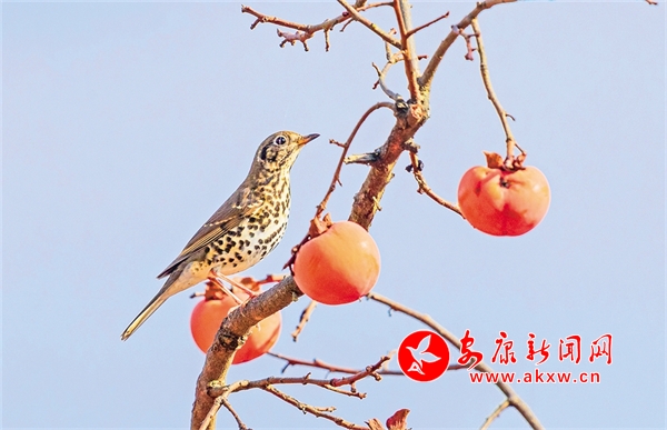 �������S�پG�r(sh��)