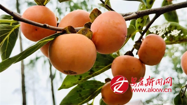 �hꎣ���ǧ�����l�����Ӽt