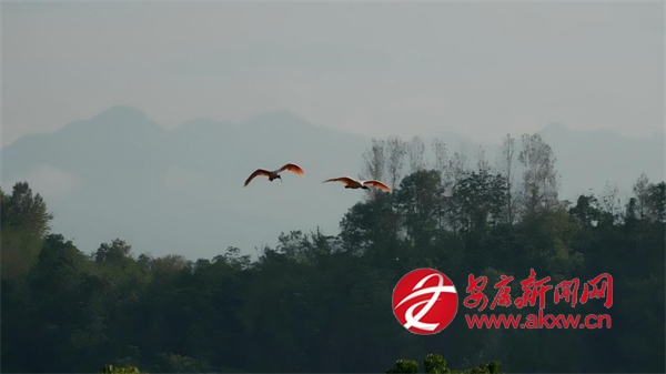 �hꎣ����q�٬F�p�����