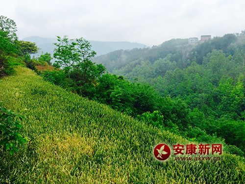 ɽ�l����������