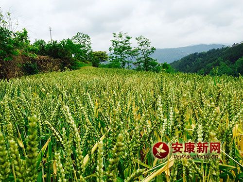 ϣ����ɽ�l