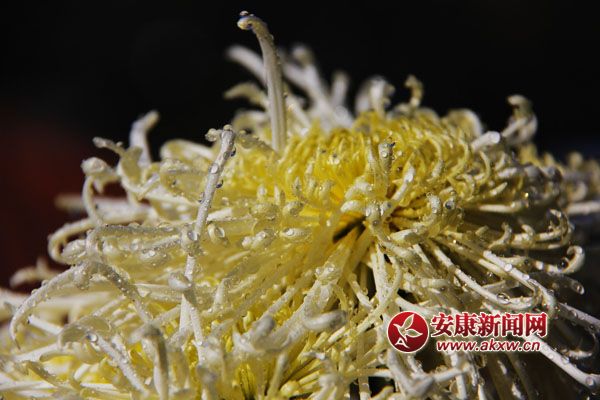 9���ջ���������ʢ�_��������磬������Ƣ������ӭ�Lŭ�ţ�׿Ȼ���������S�ٻ�ͬ�ݣ����c�ٻ����������c�������s�����c�ĺɠ��G