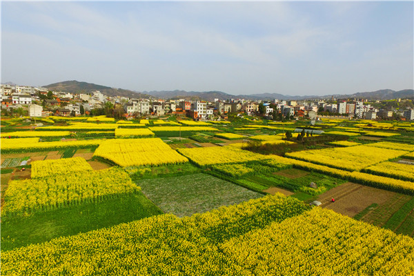 ��ɫ����Ұ