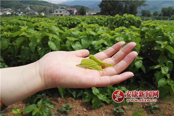 ���B����µġ���C�ӡ�