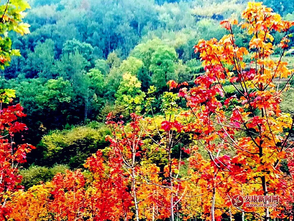 ���孺�  ˮī��ˮ