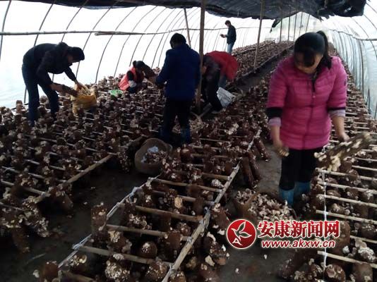 �������S���㹽��ժ�� (2).jpg